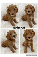 Arianna, a female Goldendoodle and Miniature Goldendoodle for sale in Cleburne, TX – Photo 2 of 5
