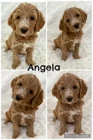 Angela , a female Goldendoodle and Miniature Goldendoodle for sale in Cleburne, TX – Photo 4 of 5