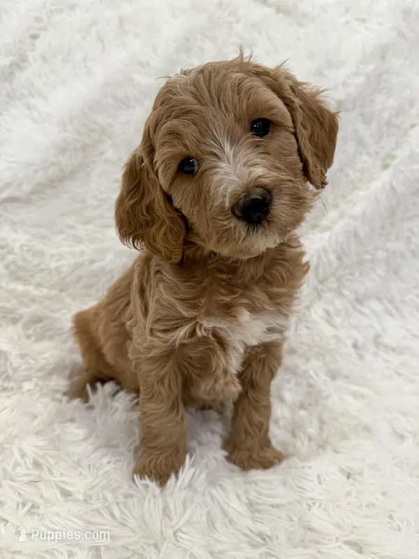 Angela , a female Goldendoodle and Miniature Goldendoodle for sale in Cleburne, TX – Photo 1 of 5