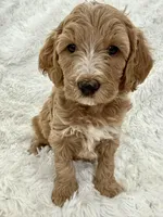 Angela , a female Goldendoodle and Miniature Goldendoodle for sale in Cleburne, TX – Photo 5 of 5