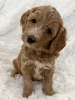 Angela , a female Goldendoodle and Miniature Goldendoodle for sale in Cleburne, TX – Photo 3 of 5