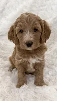 Angela , a female Goldendoodle and Miniature Goldendoodle for sale in Cleburne, TX – Photo 2 of 5