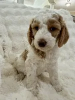 Tommy, a male Goldendoodle and Miniature Goldendoodle for sale in Cleburne, TX – Photo 3 of 5