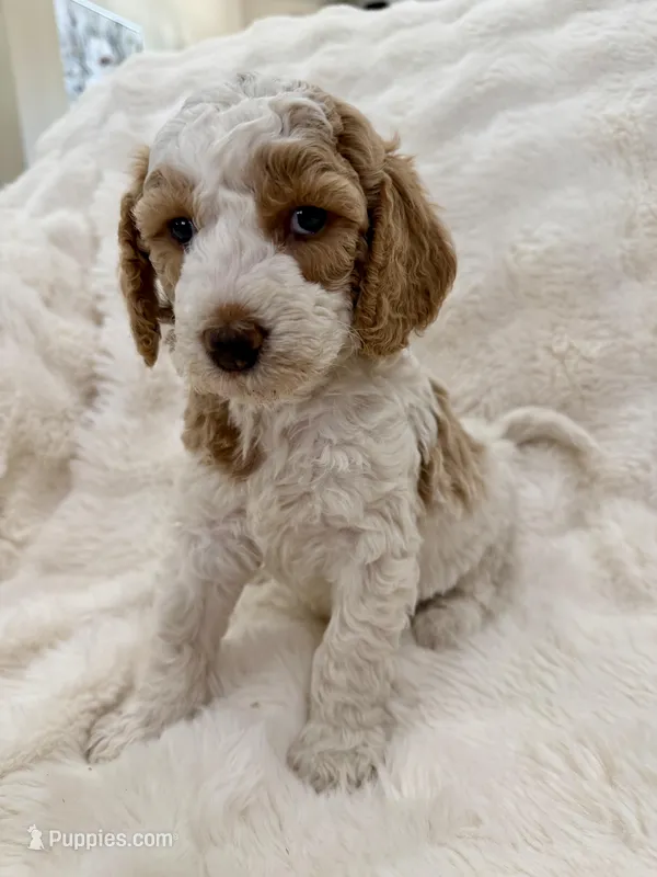 Tommy, a male Goldendoodle and Miniature Goldendoodle for sale in Cleburne, TX – Photo 1 of 5