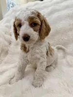Tommy, a male Goldendoodle and Miniature Goldendoodle for sale in Cleburne, TX – Photo 1 of 5