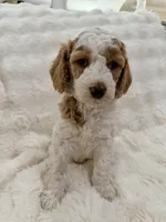 Tommy, a male Goldendoodle and Miniature Goldendoodle for sale in Cleburne, TX – Photo 5 of 5