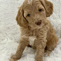 Ainsley (Livernose), a female Goldendoodle and Miniature Goldendoodle for sale in Cleburne, TX – Photo 2 of 6
