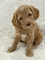 Ainsley, a female Goldendoodle and Miniature Goldendoodle for sale in Cleburne, TX – Photo 2 of 5
