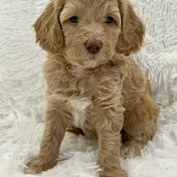 Ainsley (Livernose), a female Goldendoodle and Miniature Goldendoodle for sale in Cleburne, TX – Photo 1 of 6