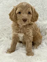 Ainsley, a female Goldendoodle and Miniature Goldendoodle for sale in Cleburne, TX – Photo 1 of 5