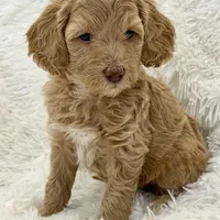 Ainsley (Livernose), a female Goldendoodle and Miniature Goldendoodle for sale in Cleburne, TX – Photo 4 of 6