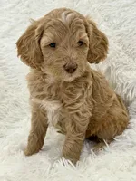 Ainsley, a female Goldendoodle and Miniature Goldendoodle for sale in Cleburne, TX – Photo 4 of 5