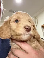 Ainsley (Livernose), a female Goldendoodle and Miniature Goldendoodle for sale in Cleburne, TX – Photo 6 of 6