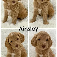 Ainsley (Livernose), a female Goldendoodle and Miniature Goldendoodle for sale in Cleburne, TX – Photo 3 of 6