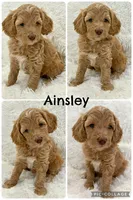 Ainsley, a female Goldendoodle and Miniature Goldendoodle for sale in Cleburne, TX – Photo 3 of 5