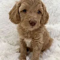 Ainsley (Livernose), a female Goldendoodle and Miniature Goldendoodle for sale in Cleburne, TX – Photo 5 of 6