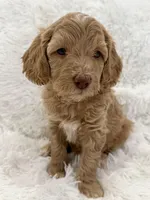 Ainsley, a female Goldendoodle and Miniature Goldendoodle for sale in Cleburne, TX – Photo 5 of 5