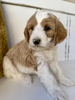 Monty, a male Goldendoodle and Miniature Goldendoodle for sale in Cleburne, TX – Photo 5 of 5