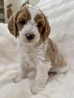 Monty, a male Goldendoodle and Miniature Goldendoodle for sale in Cleburne, TX – Photo 4 of 5