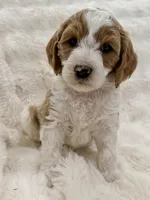 Monty, a male Goldendoodle and Miniature Goldendoodle for sale in Cleburne, TX – Photo 3 of 5