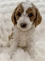 Monty, a male Goldendoodle and Miniature Goldendoodle for sale in Cleburne, TX – Photo 1 of 5