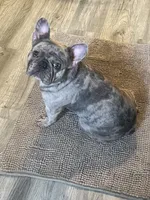 Gucci, a male French Bulldog for sale in Topeka, KS – 4 of 6
