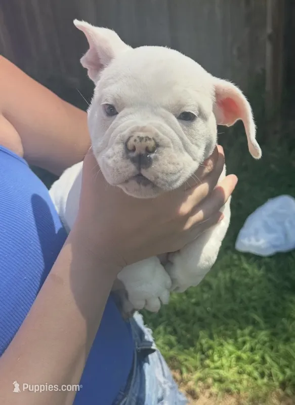 Blue tail  – American Bully puppy for sale in Topeka, KS
