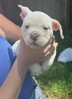 Blue tail , a female American Bully for sale in Topeka, KS – 1 of 3