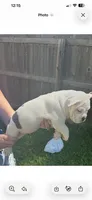 Chloee, a female American Bully for sale in Topeka, KS – 3 of 3