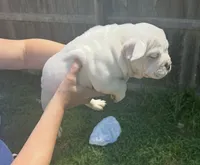 Blue tail , a female American Bully for sale in Topeka, KS – 3 of 3