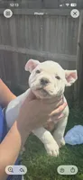 Chloee, a female American Bully for sale in Topeka, KS – 2 of 3