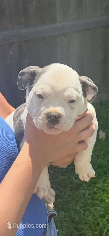 Big Blue – American Bully puppy for sale in Topeka, KS