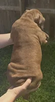 Brownie, a male American Bully for sale in Topeka, KS – 2 of 3