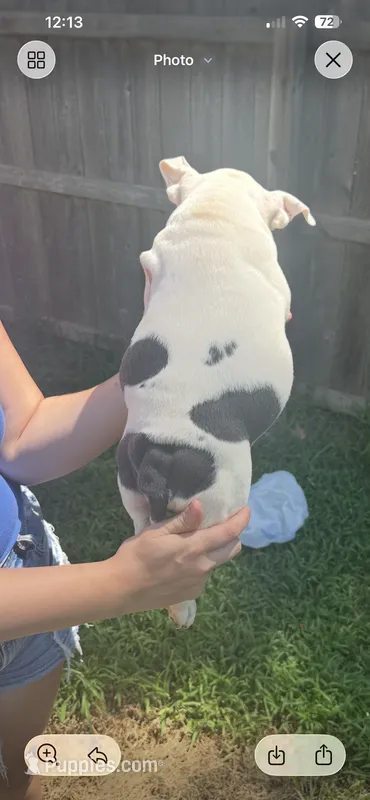 Chloee – American Bully puppy for sale in Topeka, KS