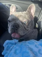 Gucci, a male French Bulldog for sale in Topeka, KS – 5 of 6
