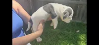 Big Blue, a female American Bully for sale in Topeka, KS – 3 of 3