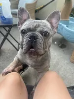 Gucci, a male French Bulldog for sale in Topeka, KS – 2 of 6