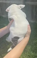 Blue tail , a female American Bully for sale in Topeka, KS – 2 of 3