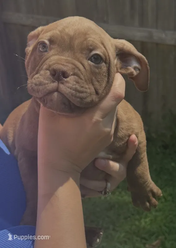 Brownie – American Bully puppy for sale in Topeka, KS