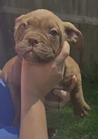 Brownie, a male American Bully for sale in Topeka, KS – 1 of 3