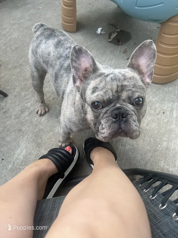 Gucci – French Bulldog puppy for sale in Topeka, KS