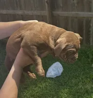 Brownie, a male American Bully for sale in Topeka, KS – 3 of 3