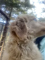 Female 5, a female Golden Retriever for sale in Dixon, MO – Photo 1 of 2