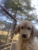 Female 5, a female Golden Retriever for sale in Dixon, MO – Photo 2 of 2