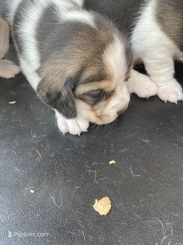 Female 1 – Beagle puppy for sale in Dixon, MO
