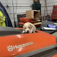 Female 1, a female Beagle for sale in Dixon, MO – Photo 2 of 2