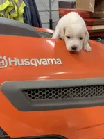 Male 1, a male Beagle for sale in Dixon, MO – Photo 2 of 2