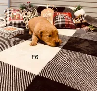 Female 6, a female Golden Retriever for sale in Dixon, MO – Photo 2 of 2