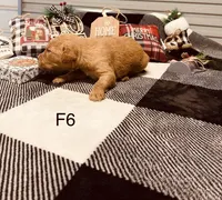 Female 6, a female Golden Retriever for sale in Dixon, MO – Photo 1 of 2