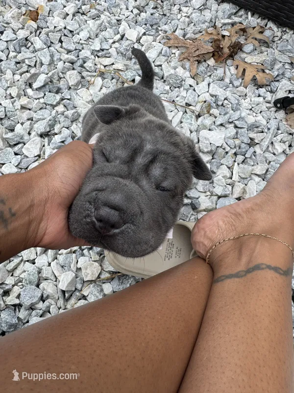 Black Panther – Chinese Shar-Pei puppy for sale in Richmond, VA